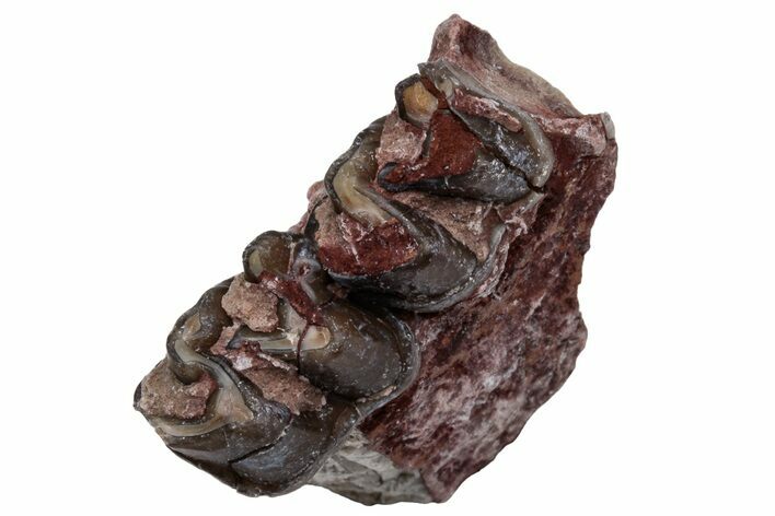 Fossil Horse (Mesohippus) Jaw Section - South Dakota #223349